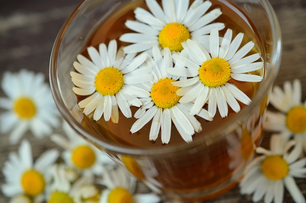 chamomile Growing Edible Flowers