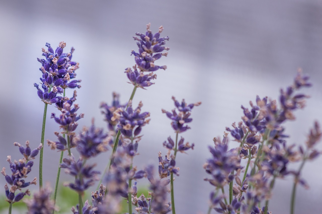 Growing Edible Flowers Lavender