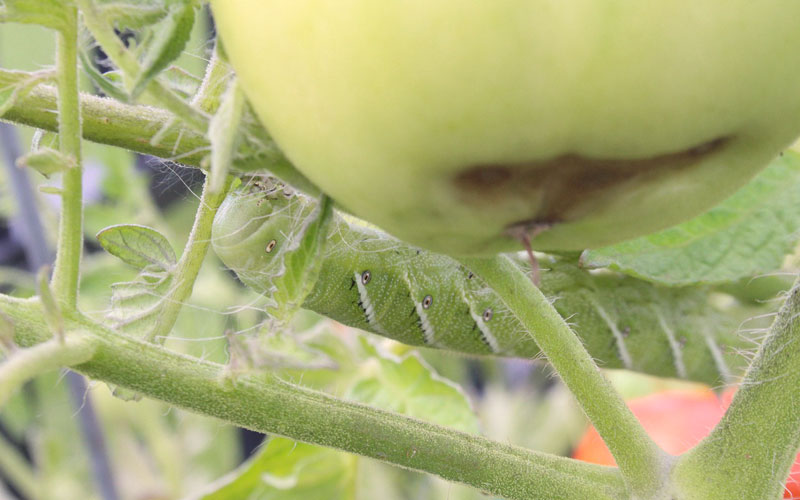 growing tomatoes tomato diseases